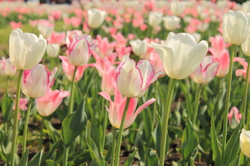 White and pink tulips in Warsaw