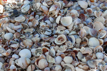 Cockleshell background with selective focused