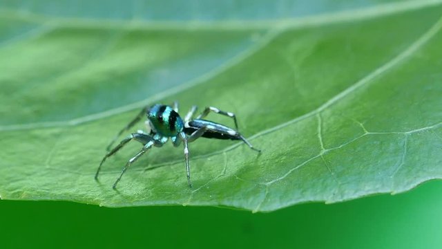 green Spider macro insect On the leaf naturally