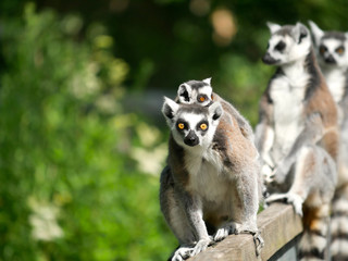 Lémur Catta
