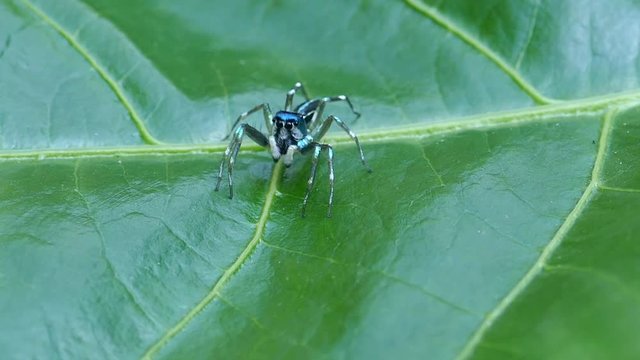 green Spider macro insect On the leaf naturally