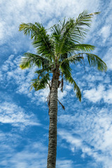coconut trees with cloudy sky blue sky
