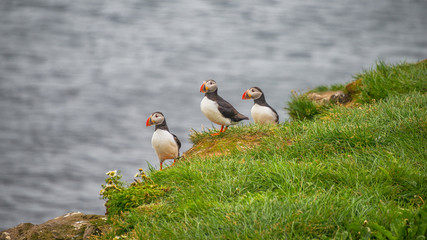 Icelandic puffins at remote islands on Iceland, summer