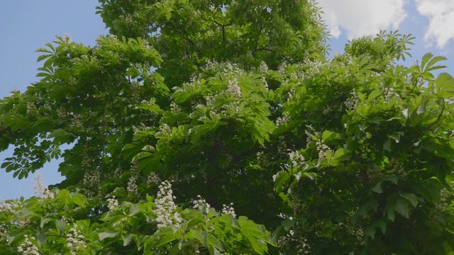 Spring blooming chestnut branch on wind tree green leaves. UltraHD stock footage.
