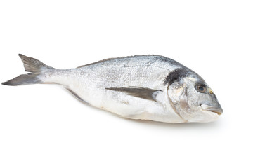 Fresh bream sea isolated on white background.