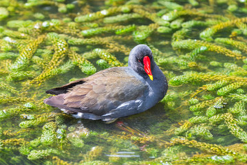 Common Moorhen, Gallinula chloropus, colorful bird