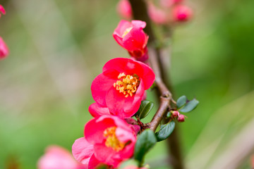 Obraz premium Cherry blossom in spring for background.