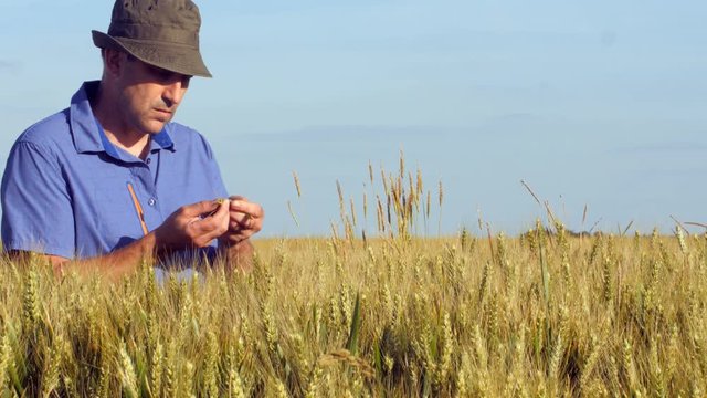 Un agriculteur dans ses champs de c&eacute;r&eacute;ales contr&ocirc;lant leurs croissance