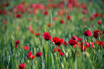 spring cottage Garden View