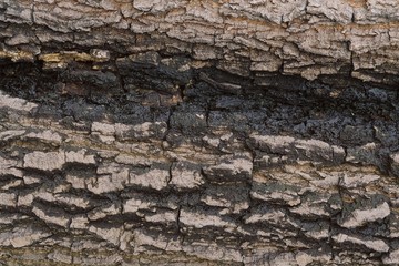 Closed up of Horizontal Texture of Tree Bark