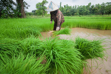 Farmers pull seedlings for planting in paddy fields.
