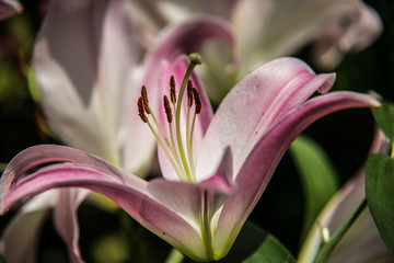 Obraz premium Close up beautiful colorful flower garden in spring