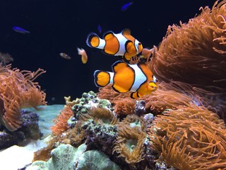 Obraz na płótnie Canvas Poisson Nemo