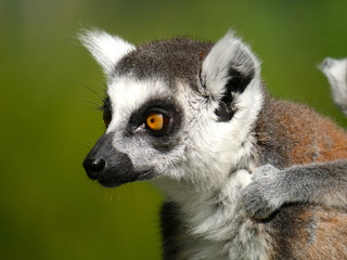 Lémur catta
