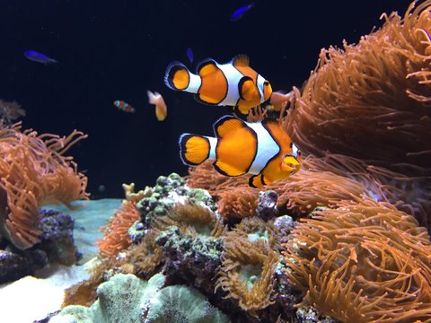 13 957 Best Nemo Images Stock Photos Vectors Adobe Stock