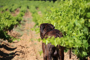vendanges avec un chien cane corso