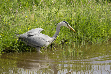 heron is looking for fish