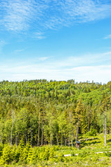 Naklejka premium Forest with a hunting tower