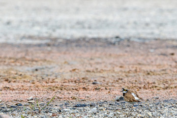 Little ringed plover on a windy beach