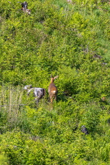Obraz na płótnie Canvas Lush green old clearcut with a walking Roe deer