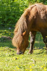 Horse grazing in a meadow of grass in summer