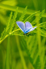 Blue butterfly sitting on a green leaf