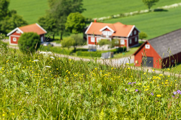 Fototapeta na wymiar Meadow flowers with a farm in the background