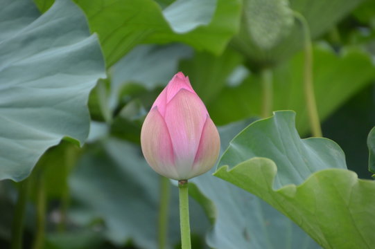 Japanese Waterlilly In A Pond
