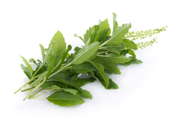 Holy basil on white background