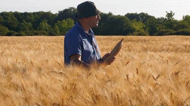 Un agriculteur dans ses champs de c&eacute;r&eacute;ales contr&ocirc;lant leurs croissance