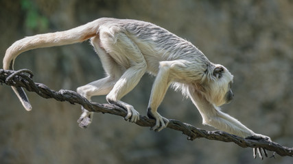 Portrait of Brazilian Amazonian Capuchin monkey, adult