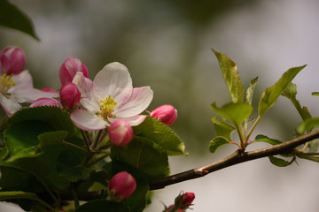 Blüte