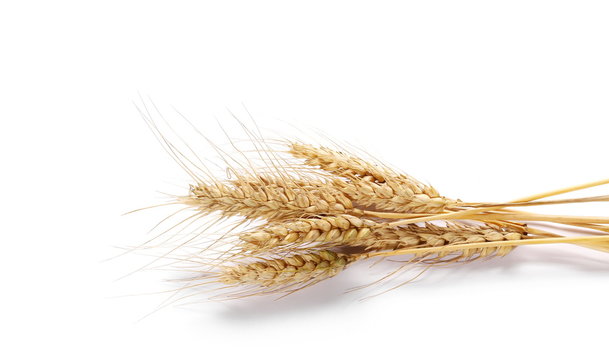 dry ears of wheat grain isolated on white background