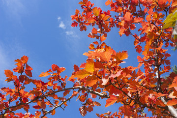Golden autumn