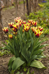 Beautiful tulips in the home garden