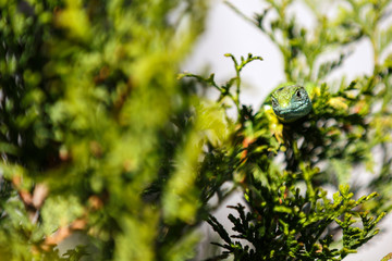 The lizard camouflaged in nature