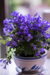 Obraz na płótnie Canvas Vase with beautiful blue flowers