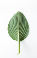 Green leaf with long petiole on white background