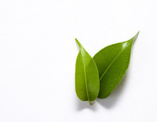 Obraz premium Two green tropical leaves on a white background
