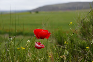 Obraz premium Rojo en verde