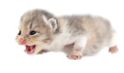 Newborn kitten on white background