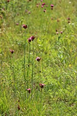 Kartäusernelke (Dianthus carthusianorum subsp. carthusianorum)
