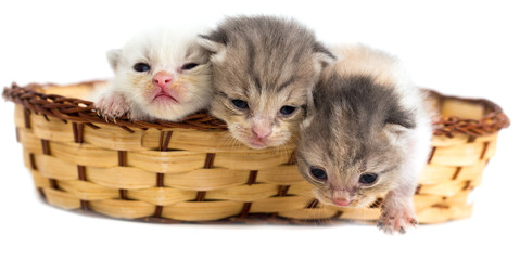 Three newborn kitten in a basket on a white background