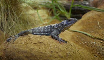lizard