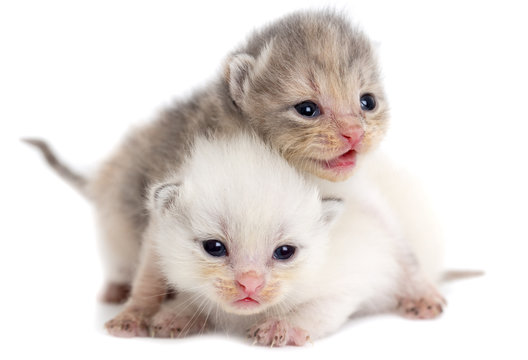 Two newborn kitten isolated on white background