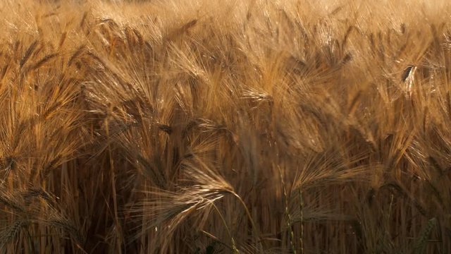 Un agriculteur dans ses champs de c&eacute;r&eacute;ales contr&ocirc;lant leurs croissance