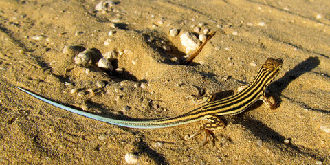 Desert Lizard