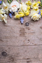 Border from colorful spring tulips, narcissus, muscaries flowers on rustic  wooden background.