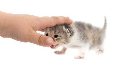 Newborn kitten in a hand on a white background