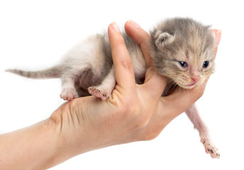 Newborn kitten in a hand on a white background